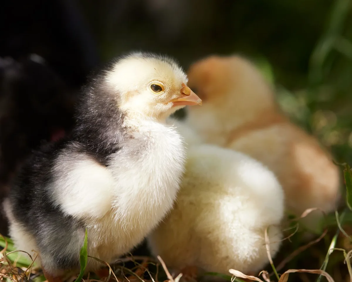 Jeunes poussins en transition progressive vers l'extérieur sur herbe