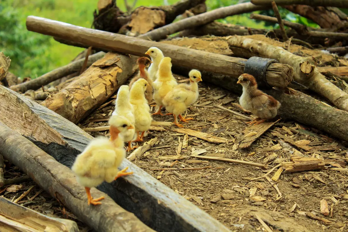 Poussins sous une lampe chauffante dans une couveuse bien aménagée