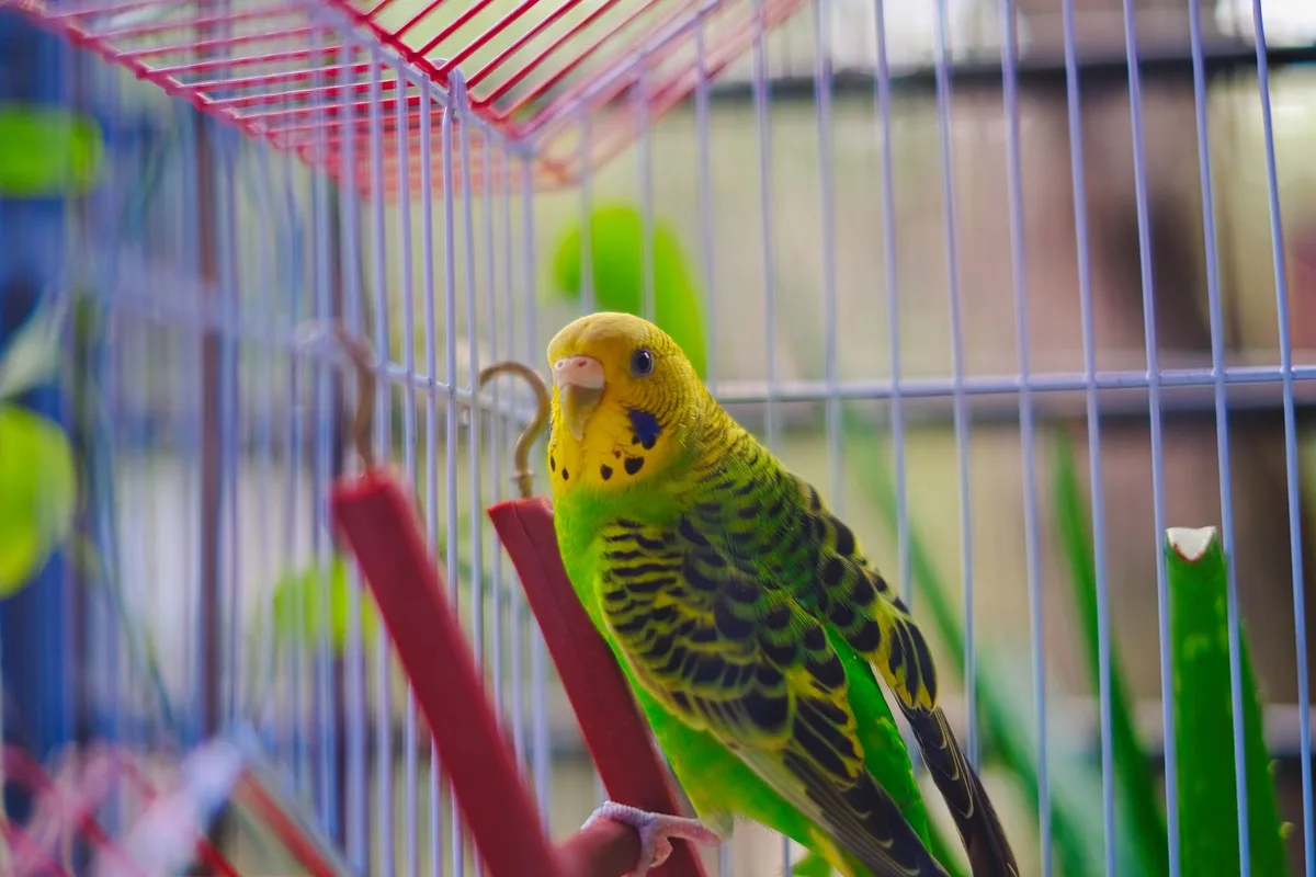 Perruche ondulée dans une cage bien aménagée avec perchoirs et jouets