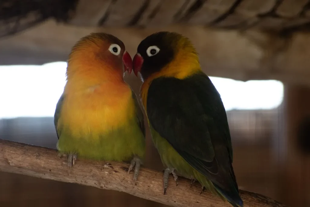 Oiseaux de compagnie aux plumages colorés perchés sur des branches dans une volière ensoleillée