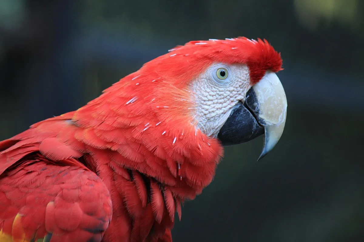 Intérieur d'une grande volière avec perchoirs variés, branches naturelles et jouets d'enrichissement pour oiseaux.