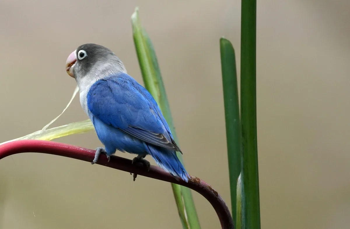 Deux petits perroquets colorés se toilettent mutuellement sur une branche, illustrant leur lien social fort.