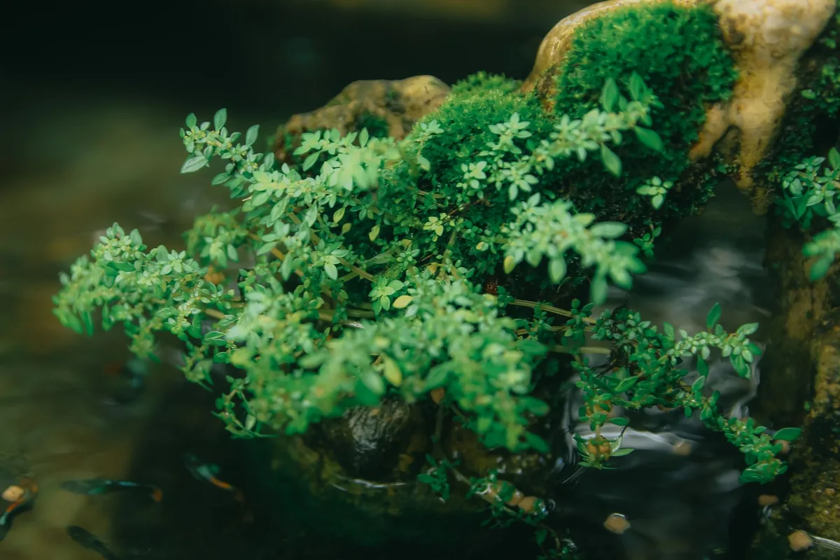 Mousses et plantes aquatiques dans un bac dédié aux crevettes