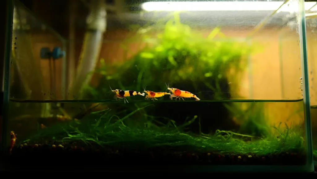 Installer et entretenir un aquarium pour crevettes : guide pratique et paramètres essentiels