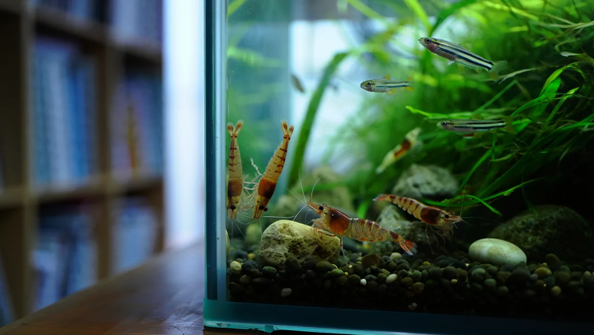 Compatibilités : quelles espèces cohabitent avec les crevettes ? — Si vous voulez uniquement maximiser la reproduction, gardez les crevettes seules surtout sous 50 L. Pour des bacs plus grands, des petits poissons tranquilles peuvent convenir : rasboras nains, Danio margaritatus,