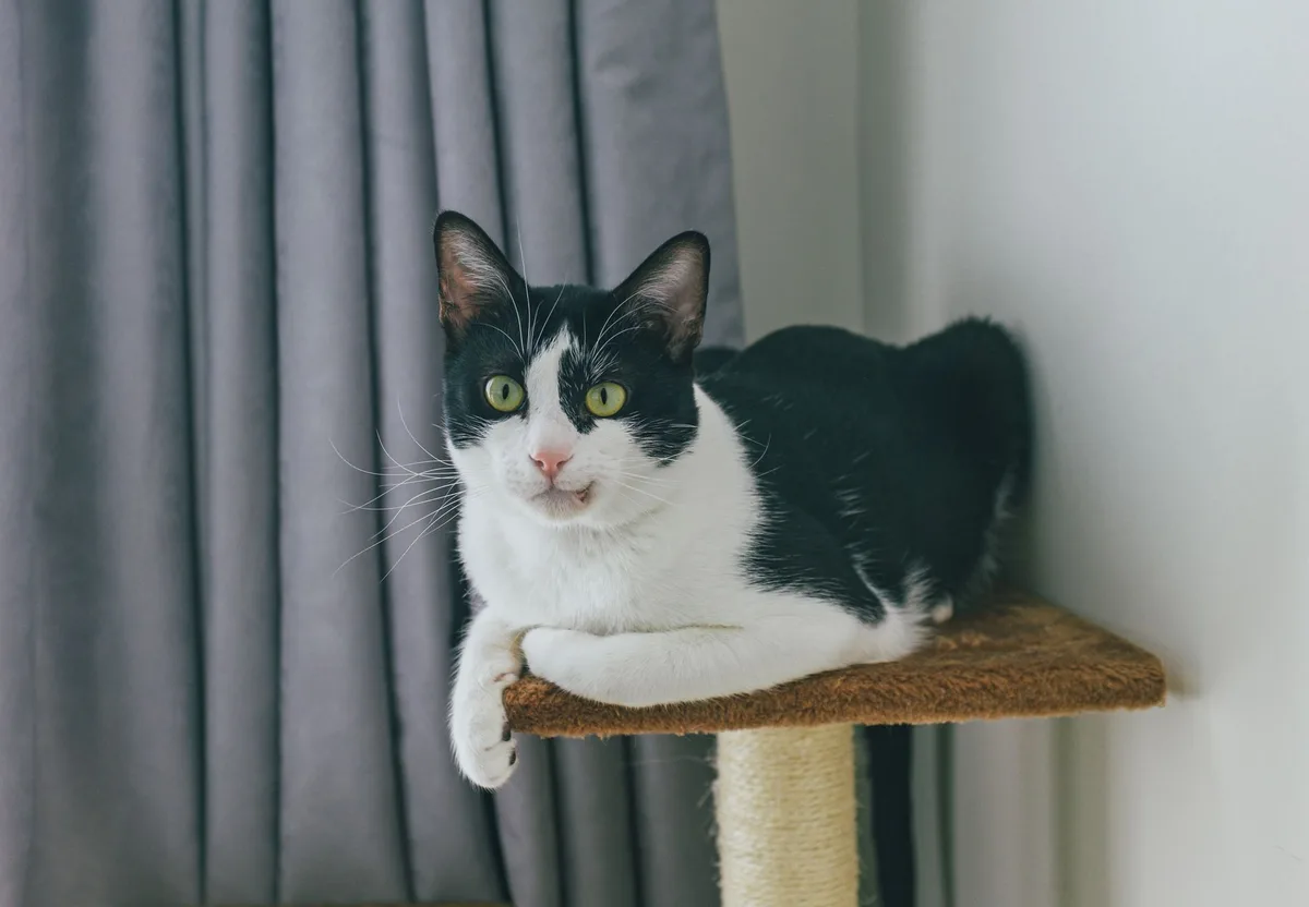 Chat qui grimpe sur un arbre à chat avec supports à griffer et zones d'observation