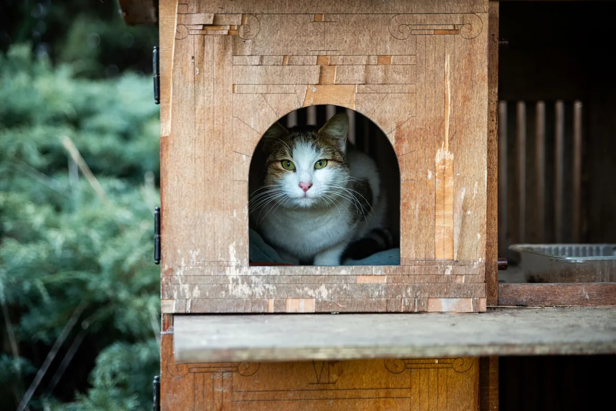 Enclos de chat sécurisé permettant l'accès à l'extérieur sans risques