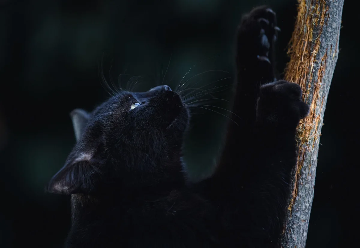 Arbre à chat avec plusieurs plateformes pour permettre au Khao Manee de grimper et observer