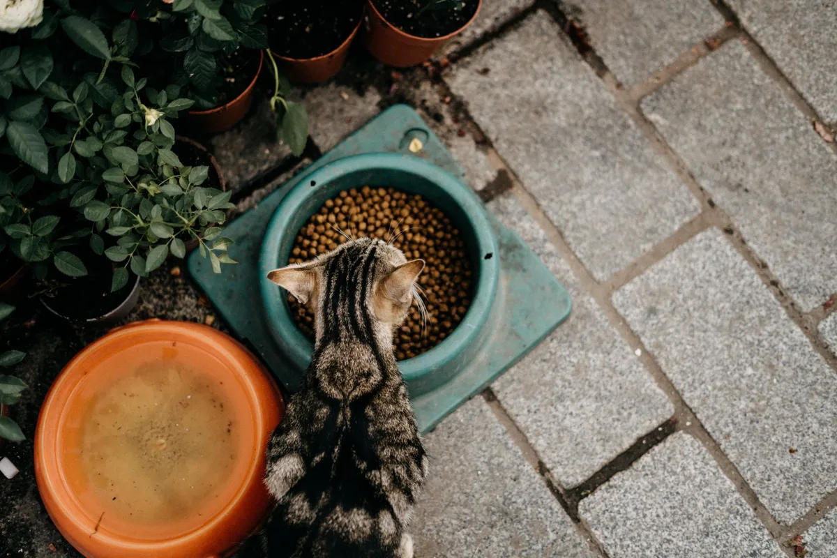 Chat mangeant dans une gamelle équilibrée, représentant l'alimentation adaptée du Khao Manee
