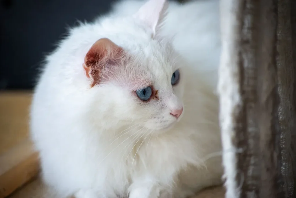 Chat blanc aux yeux bleus assis près d'une fenêtre, incarnant l'élégance de la race Khao Manee