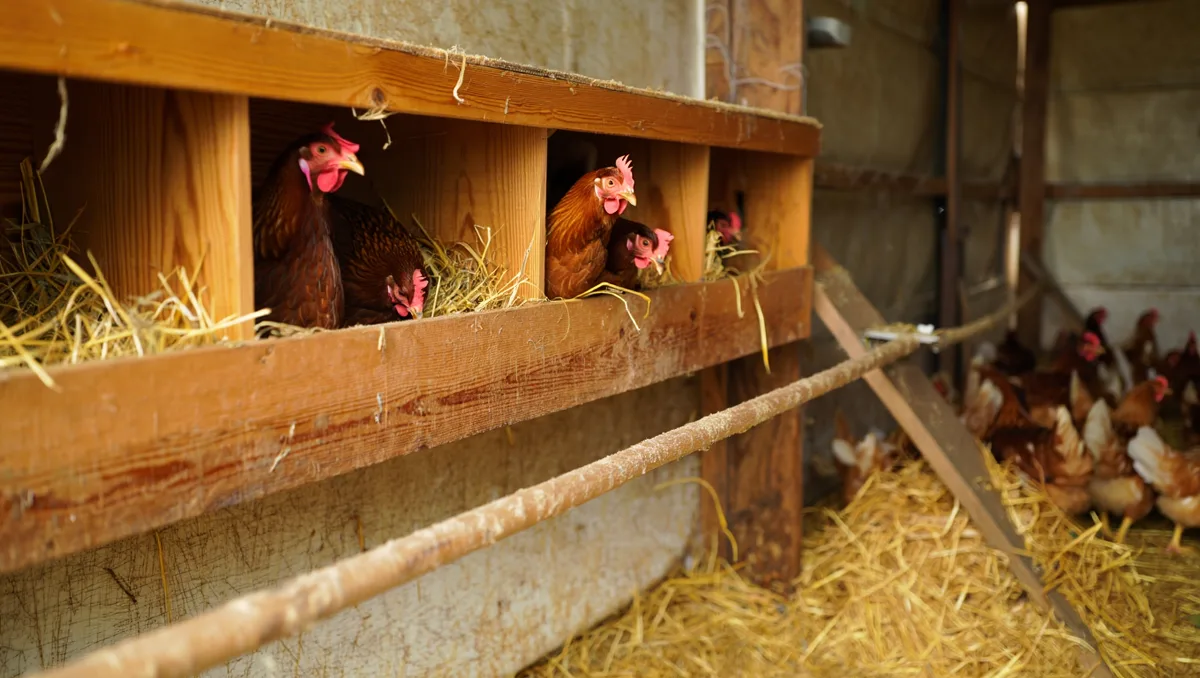 Les indispensables pour un poulailler pratique et sain — Des pondoirs : des niches calmes et sombres protégent les œufs des salissures et des casses — prévoir environ un pondoir pour trois à quatre poules. Des perchoirs : installer des perchoirs