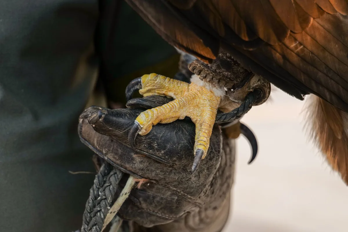 Gants de cuir et matériel de protection pour manipuler les oiseaux en sécurité