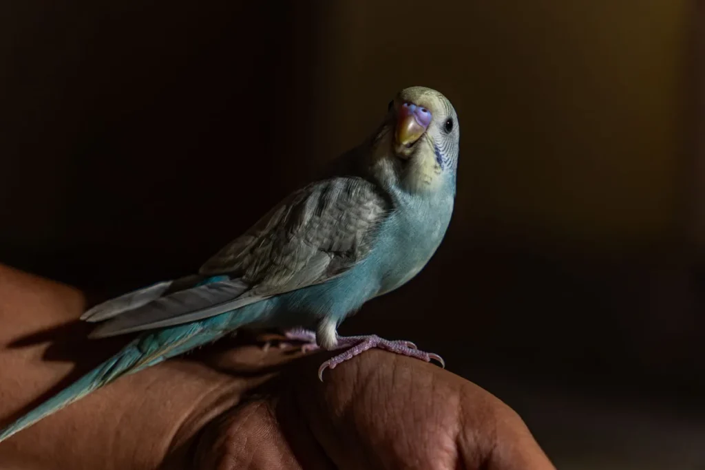 Mains douces guidant un petit oiseau sur une paume ouverte, dans une lumière naturelle apaisante