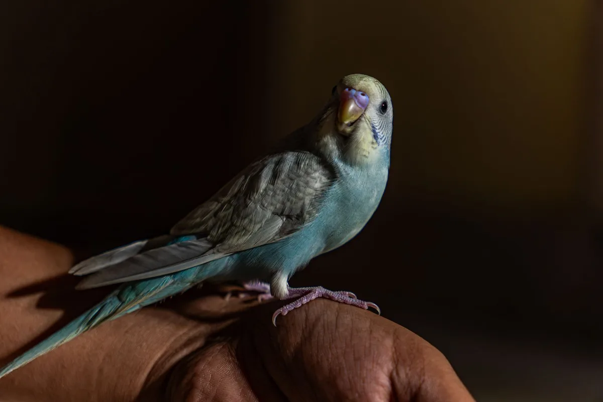 Mains douces guidant un petit oiseau sur une paume ouverte, dans une lumière naturelle apaisante