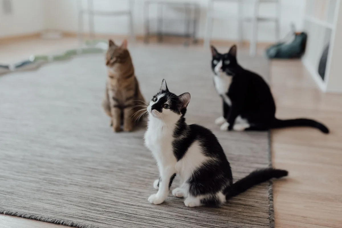 Chat calme et détendu assis seul, montrant un comportement serein et rassuré.