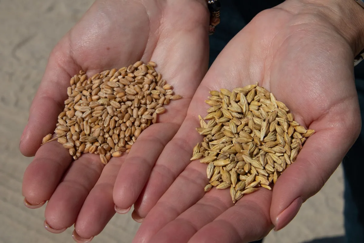 Deux types de moulins à grains côte à côte : un modèle manuel et un modèle électrique