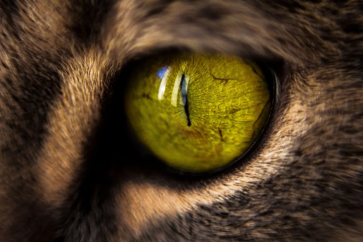 Gros plan sur l'œil d'un chat montrant la réaction de la pupille à la lumière