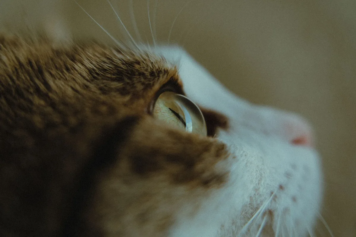 Œil de chat avec la membrane nictitante partiellement visible