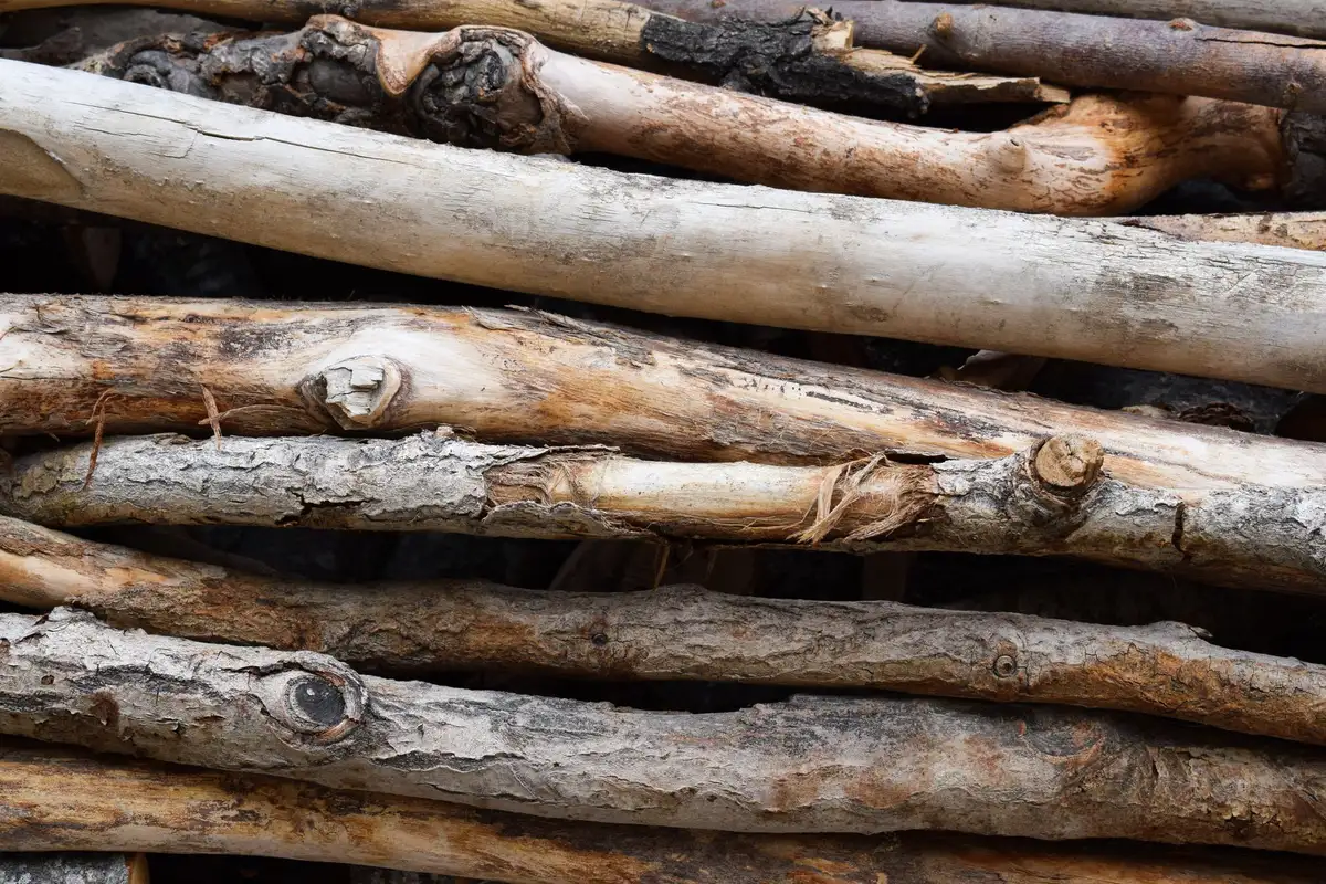 Gros plan sur la texture d'une branche de bois naturel montrant l'écorce et les fibres