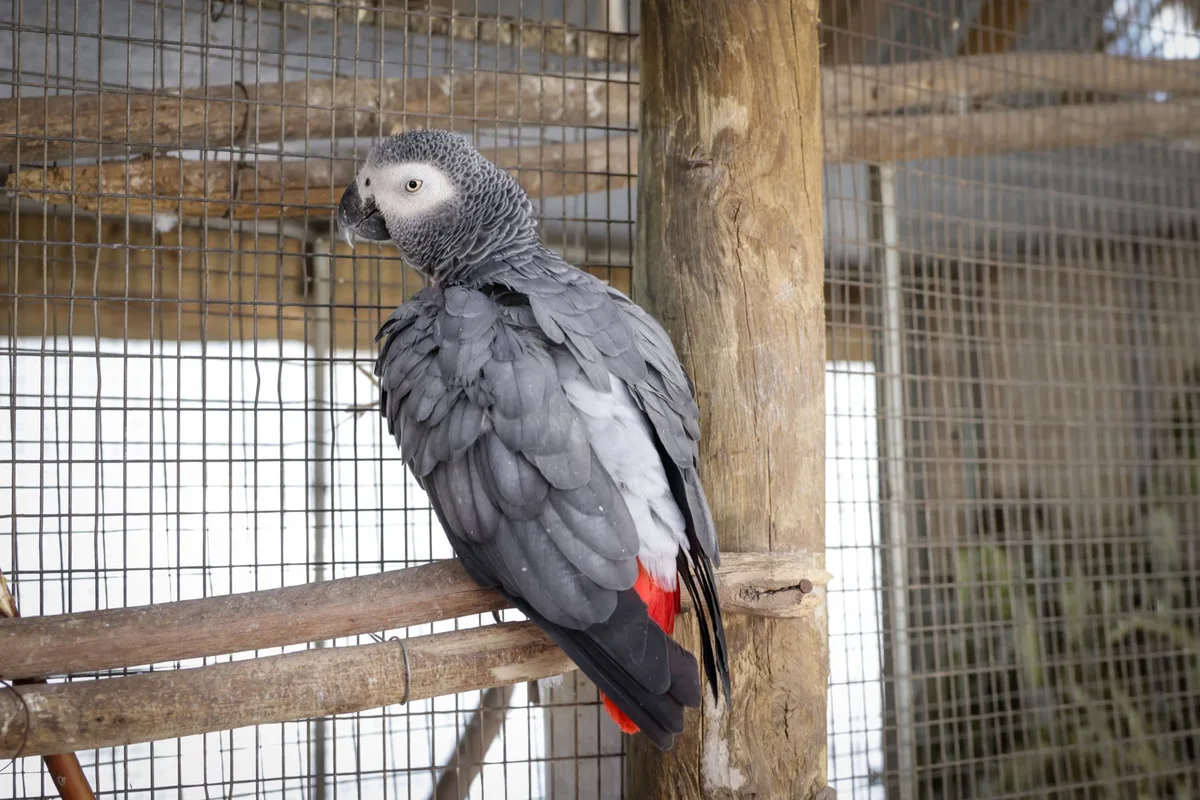 Branche de bois installée horizontalement dans une cage d'oiseau avec fixation sécurisée