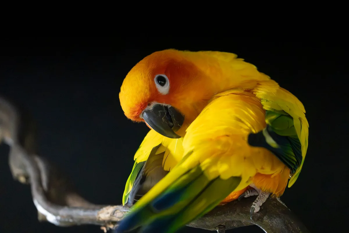 Gros plan sur le bec crochu et les pattes zygodactyles d'une perruche et d'une conure