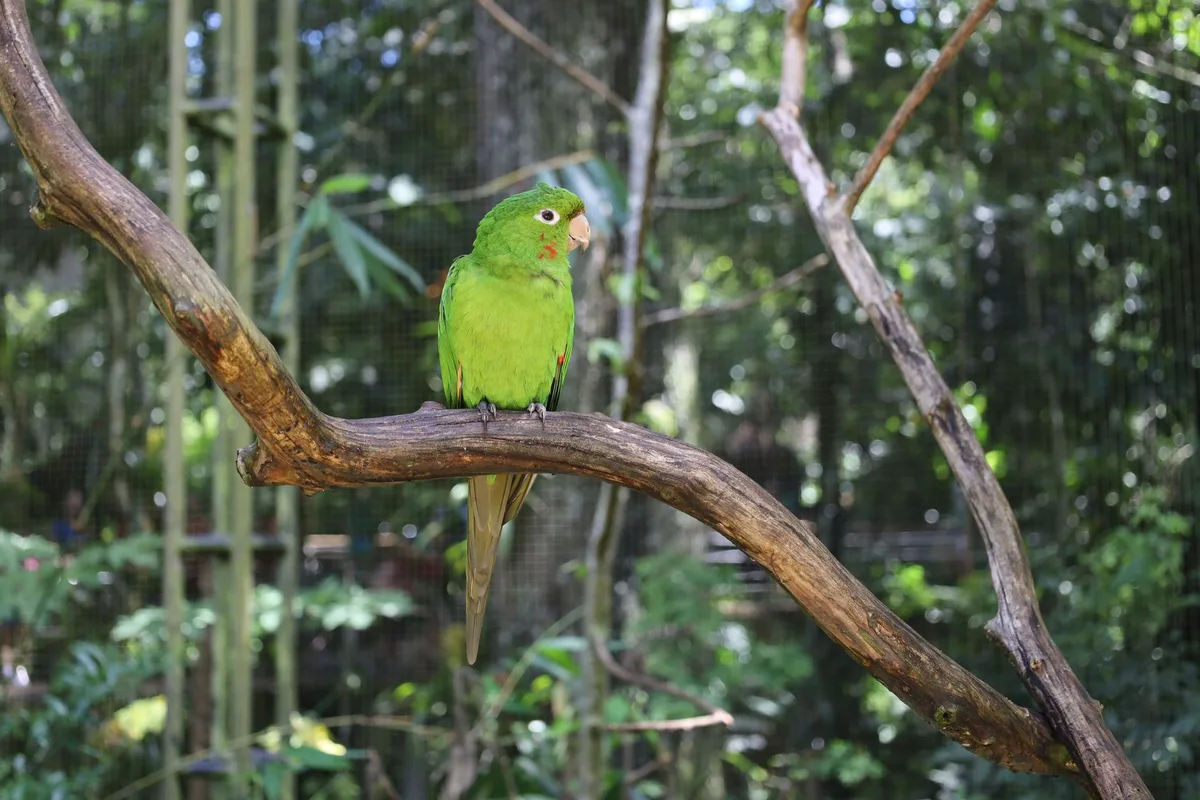 Perruches et conures dans leur habitat naturel, parmi la végétation tropicale