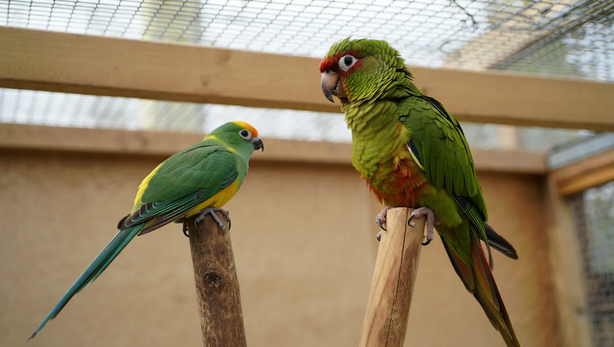 Quelle différence de taille et de morphologie? — La taille reste un critère simple pour les distinguer. En moyenne, les perruches sont plus petites et affichent souvent une queue longue et élancée. Caractéristique Perruche (exemples) Conure (exemples) Taille moyenne 20–25 cm
