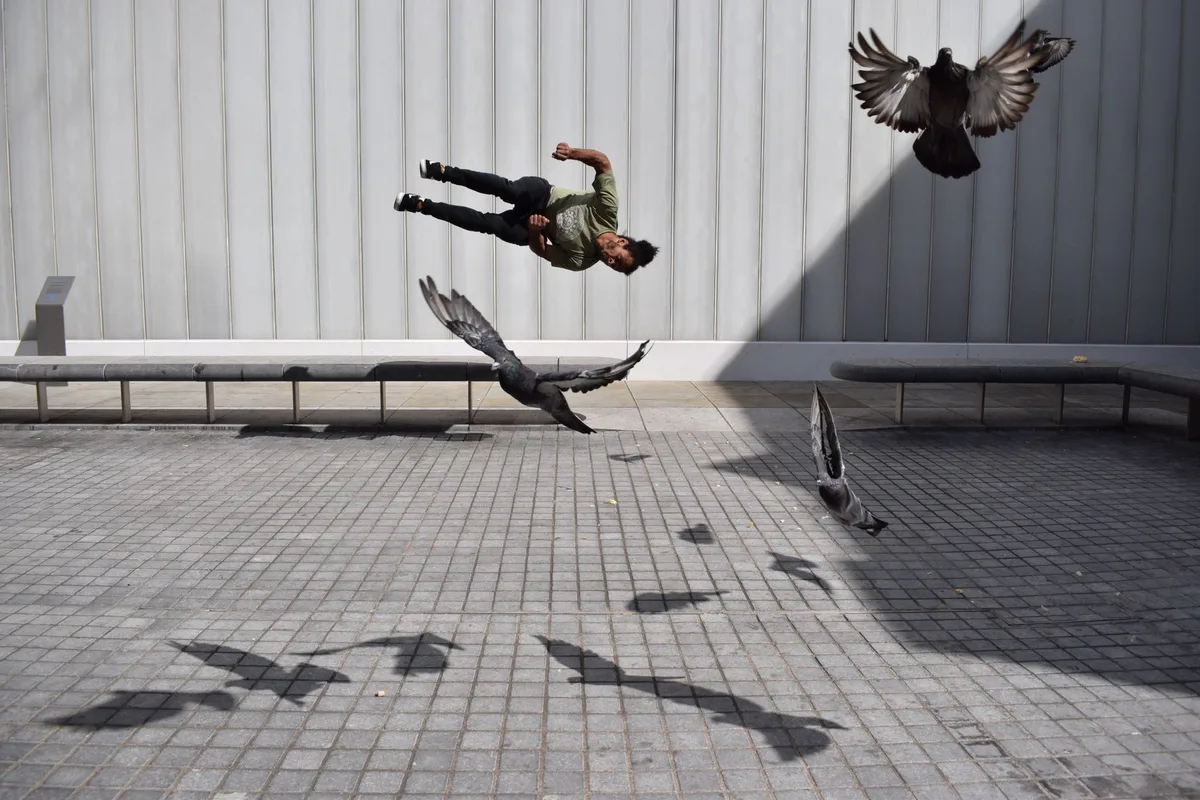 Pigeon en vol effectuant une rotation acrobatique