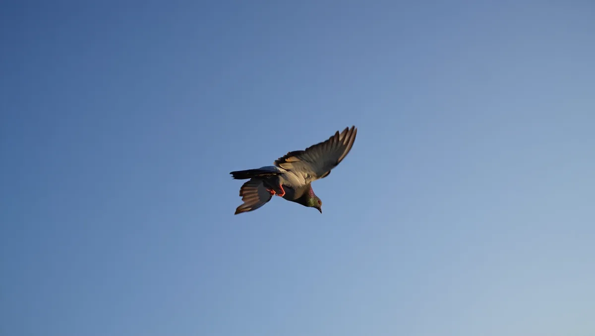 Qu'est-ce qu'un pigeon culbutant ? — Le terme désigne des races domestiques de Columba livia qui effectuent des rotations ou des tonneaux en vol. Les manifestations vont de quelques culbutes sporadiques à des séries prolongées de rotations selon la lignée. Certains
