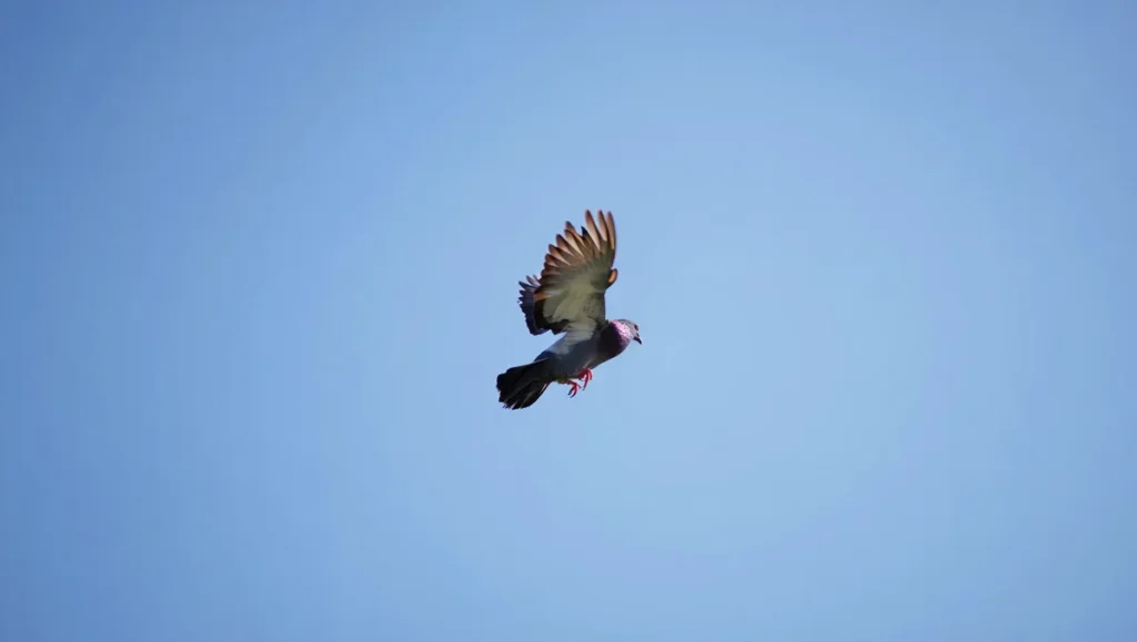 Pigeon culbutant : comprendre ce comportement acrobatique et son origine