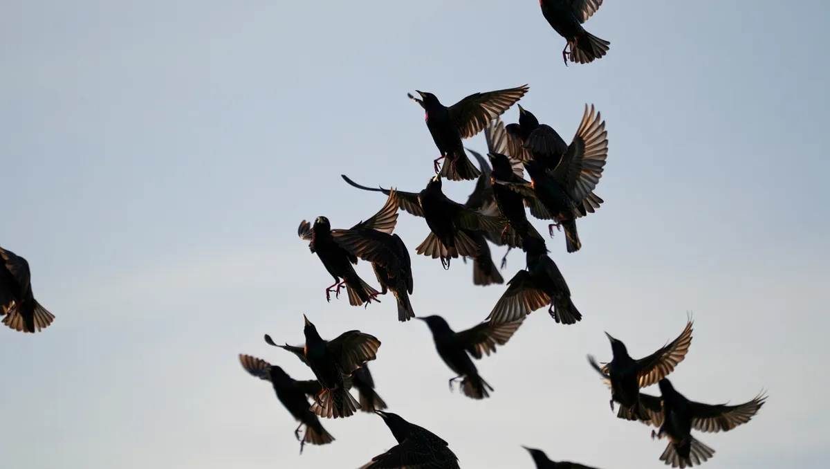 Pourquoi ces oiseaux basculent-ils en vol ? — Les études récentes montrent que la propension à effectuer des culbutes relève d’une anomalie neurologique et non d’un apprentissage intentionnel. Le cervelet et les structures vestibulaires liées à l’équilibre présentent des différences fonctionnelles