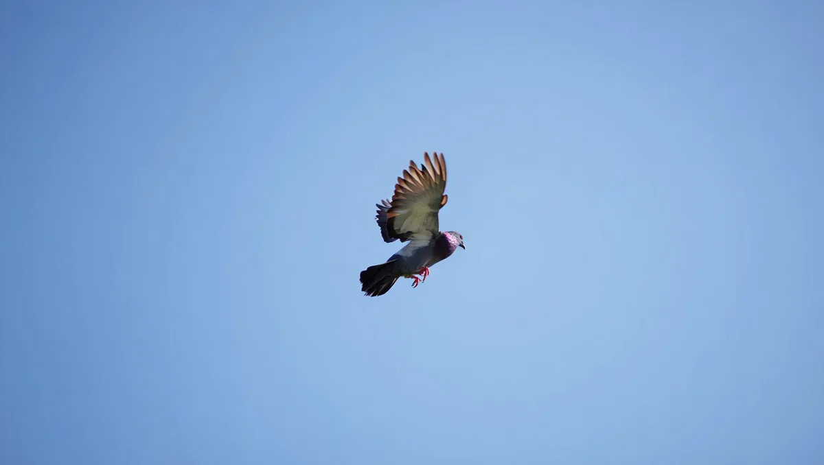 Pigeon culbutant : comprendre ce comportement acrobatique et son origine