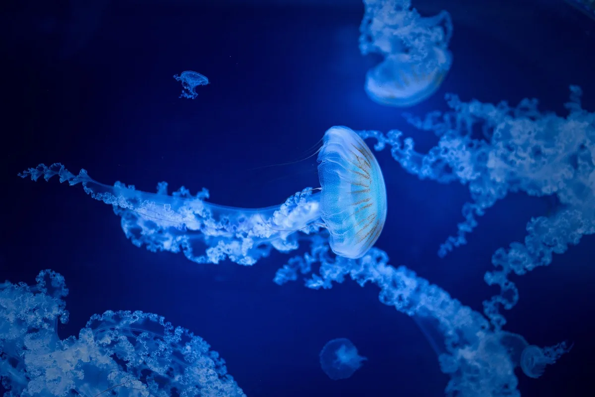 Différentes espèces de poissons d'eau froide dans un aquarium planté