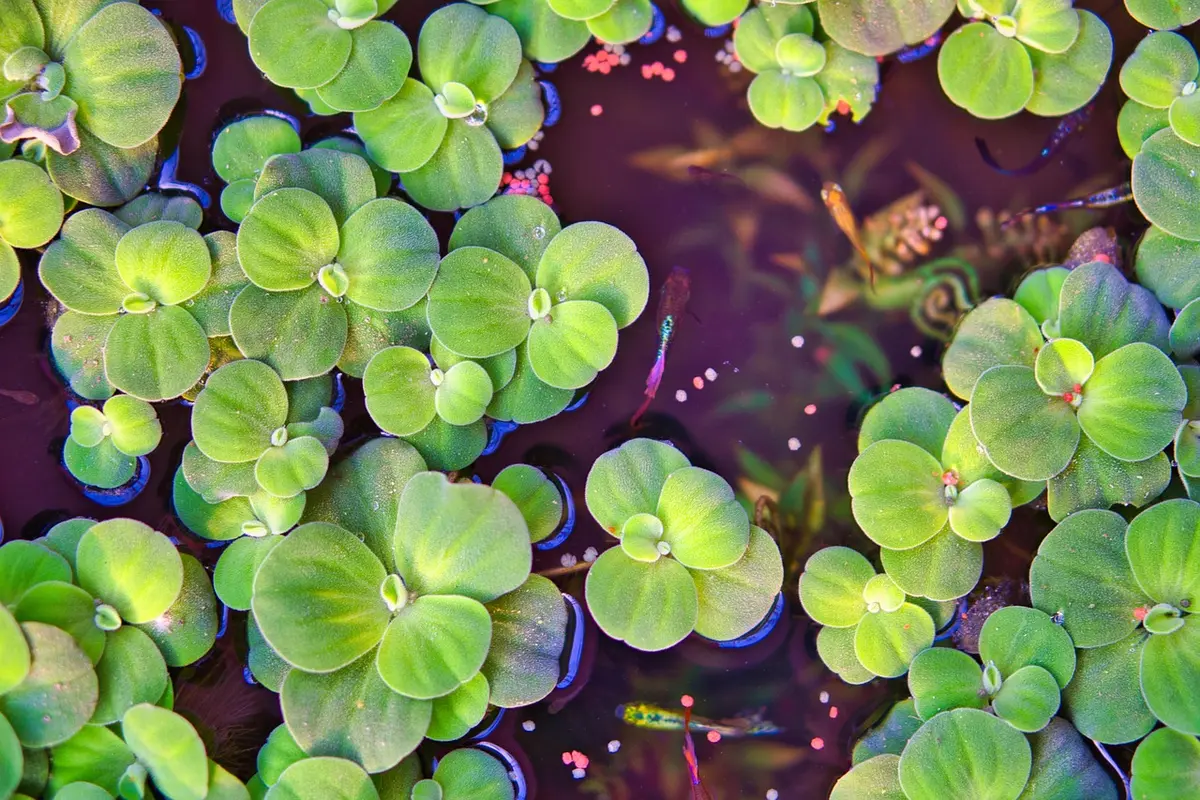 Aquarium avec plantes naturelles, cachettes et décor pour poissons