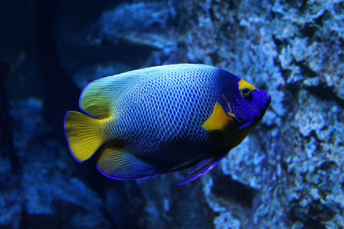Aquarium sans chauffage avec poissons d'eau froide et plantes naturelles