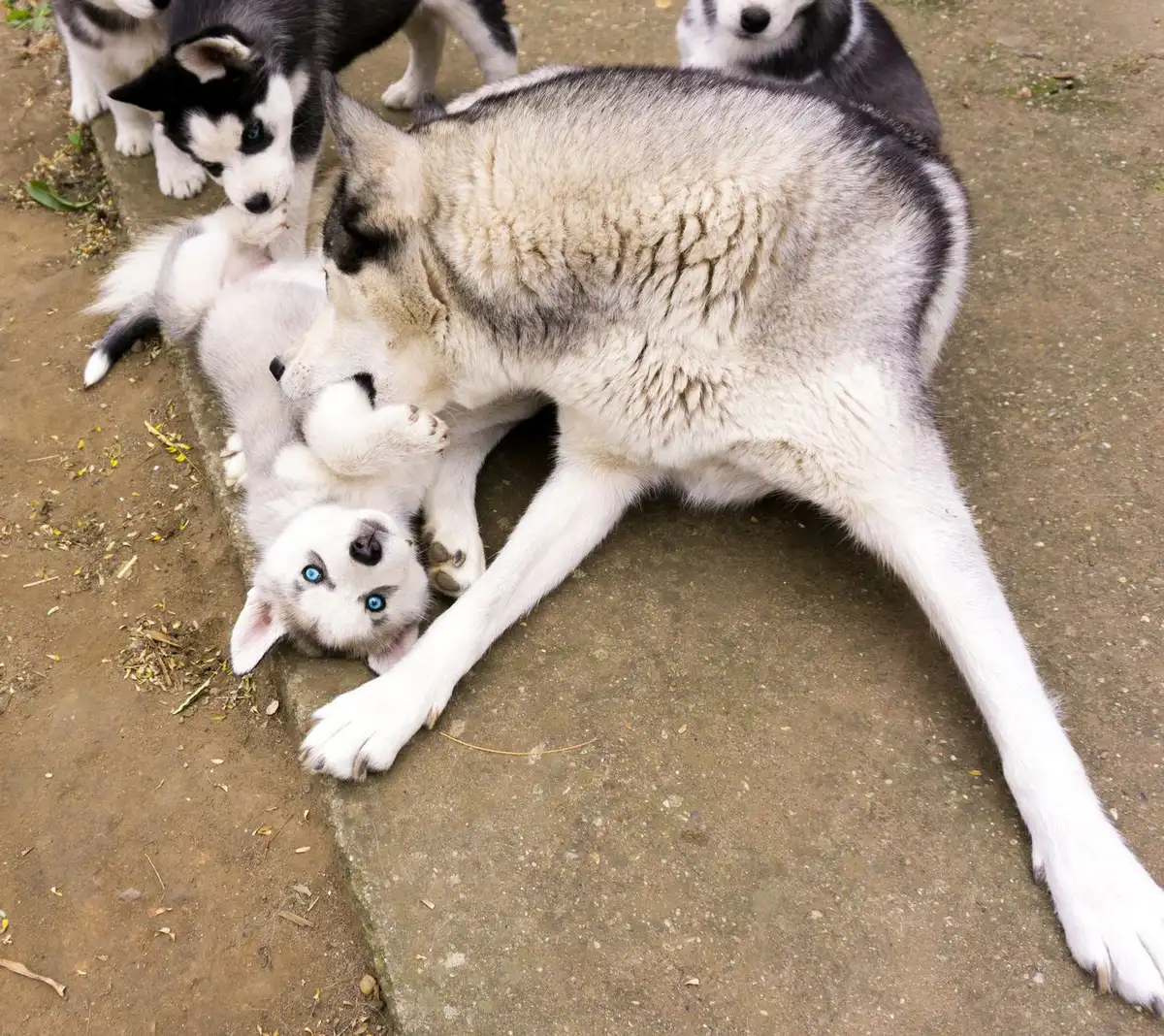Un Husky sibérien et un Spitz nain côte à côte, montrant les deux races parentales