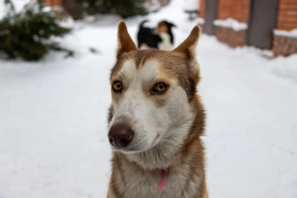 Petit chien aux yeux bleus et à la fourrure épaisse courant dans la neige