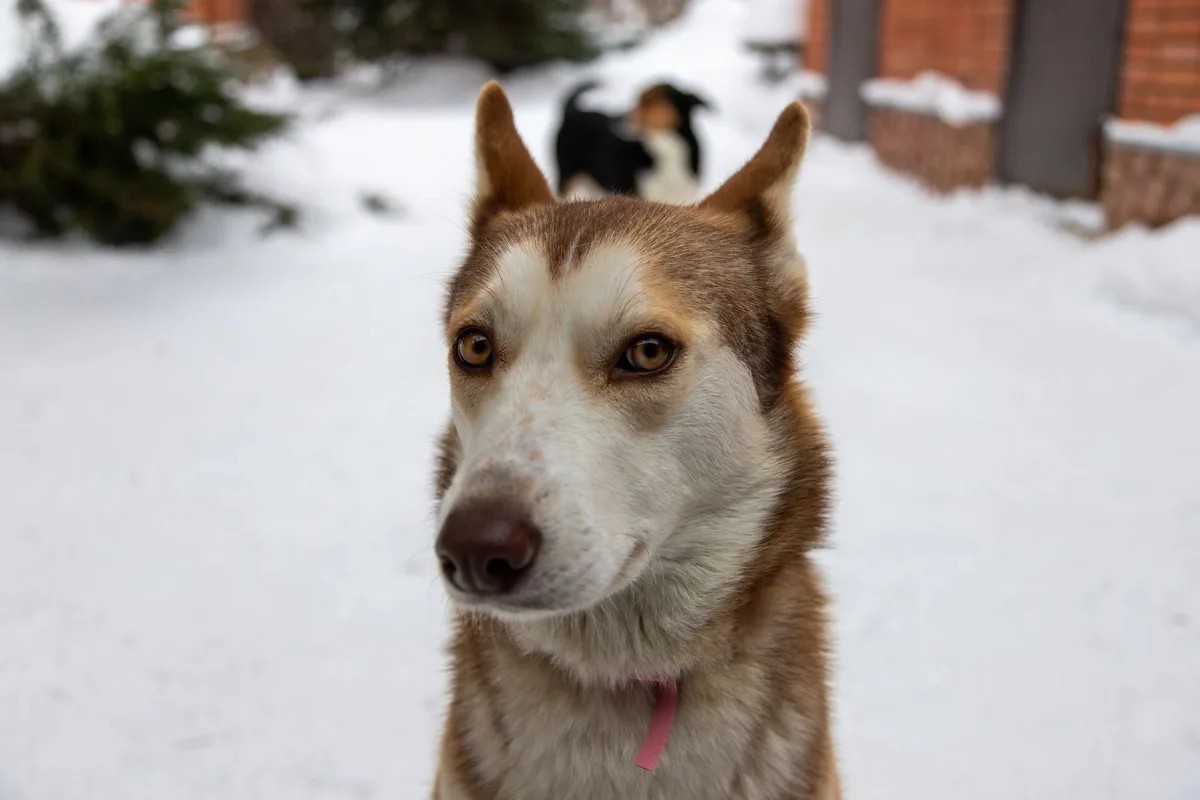 Petit chien aux yeux bleus et à la fourrure épaisse courant dans la neige