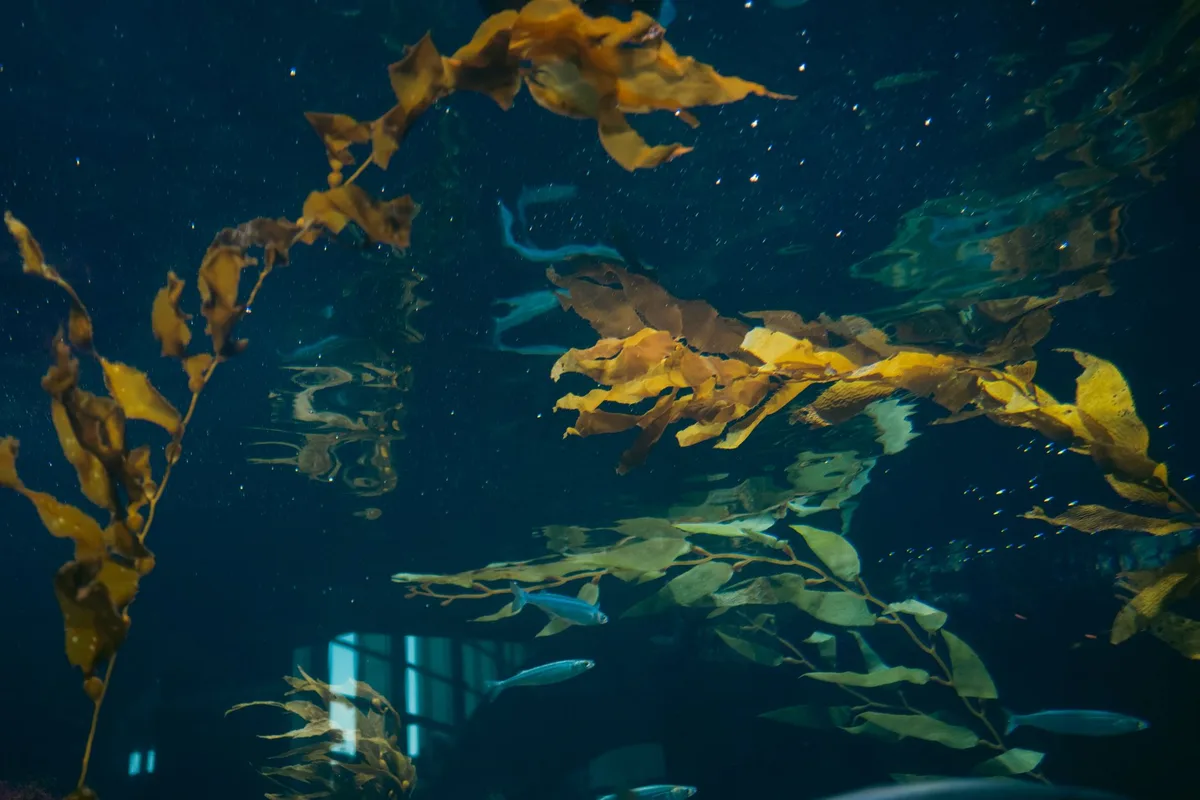 Aquarium avec algues et plantes en mauvais état montrant un déséquilibre biologique
