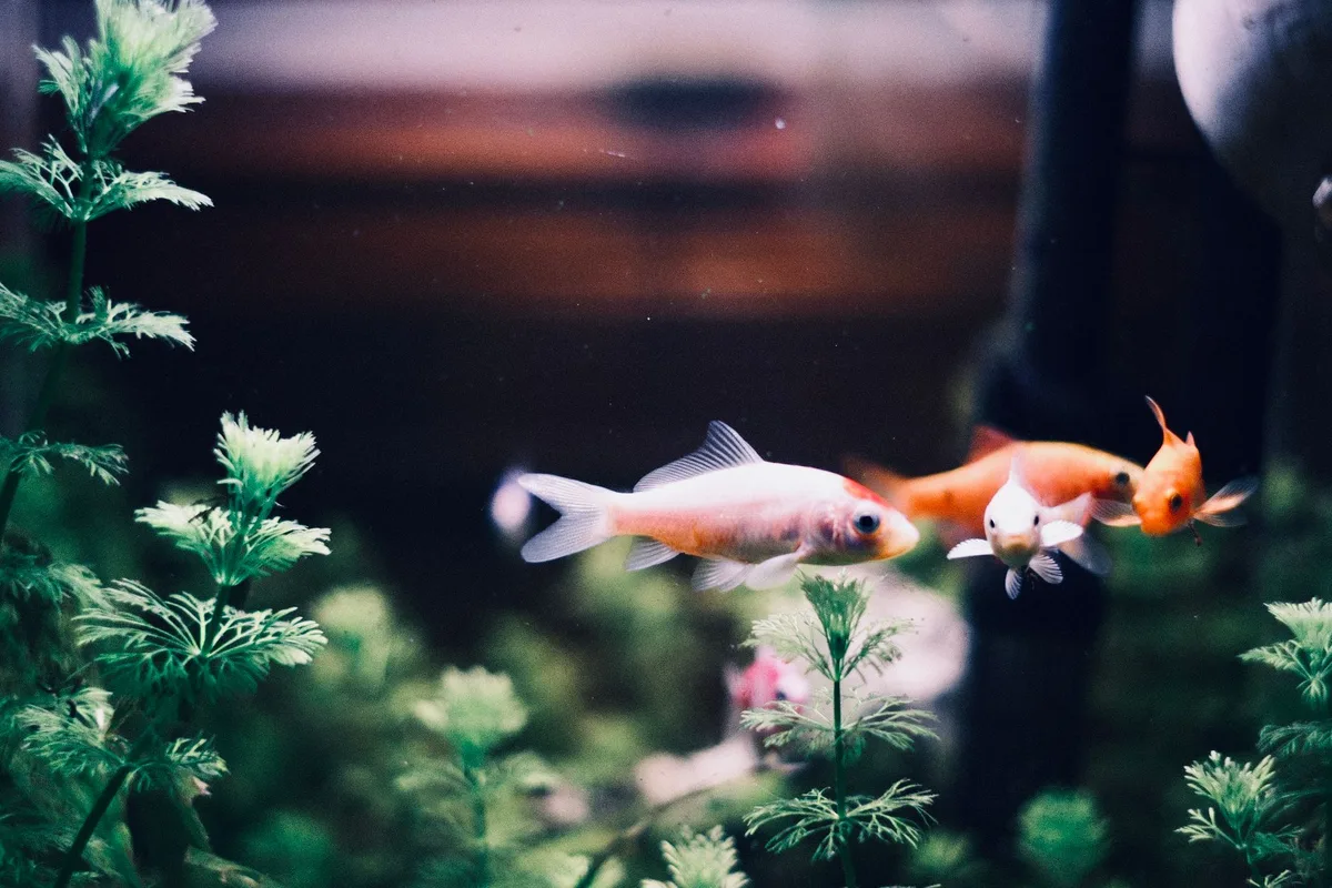 Mains ajustant les plantes et l'équipement dans un aquarium illuminé