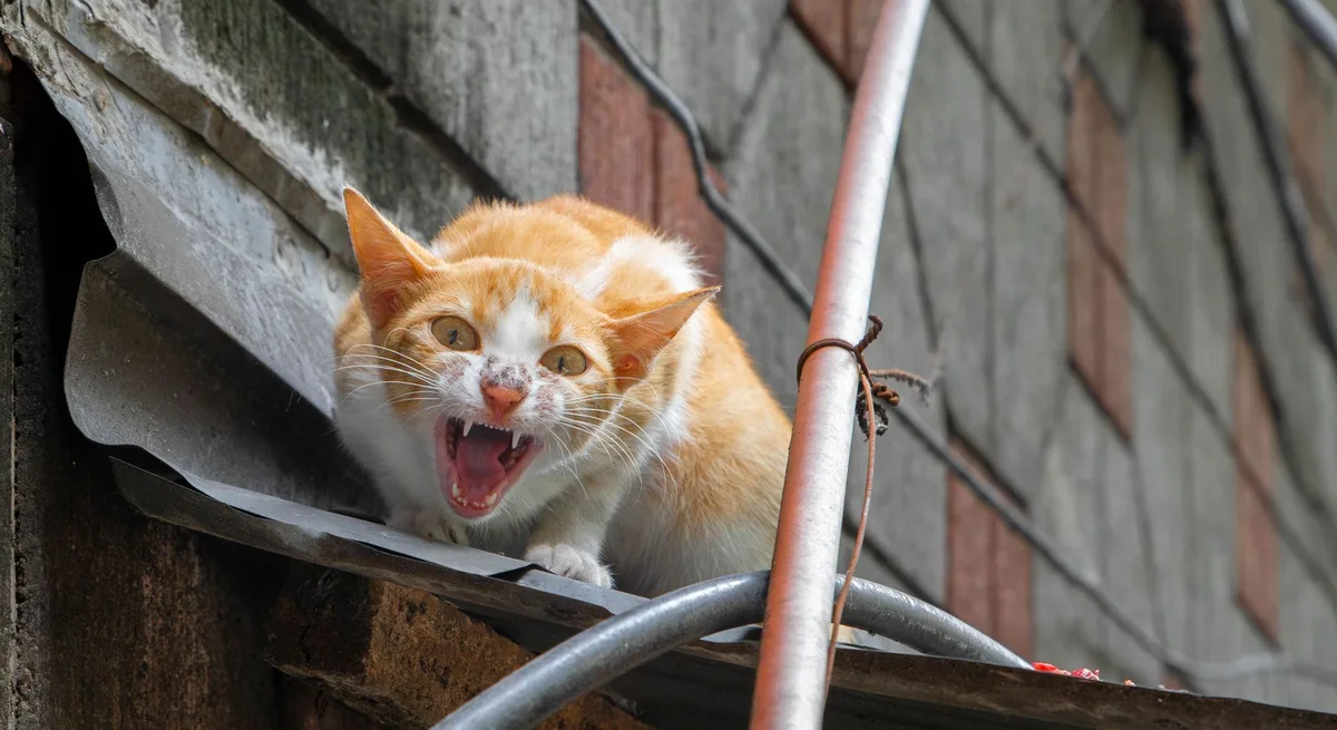 Chat avec oreilles plaquées et queue gonflée exprimant de l'inconfort