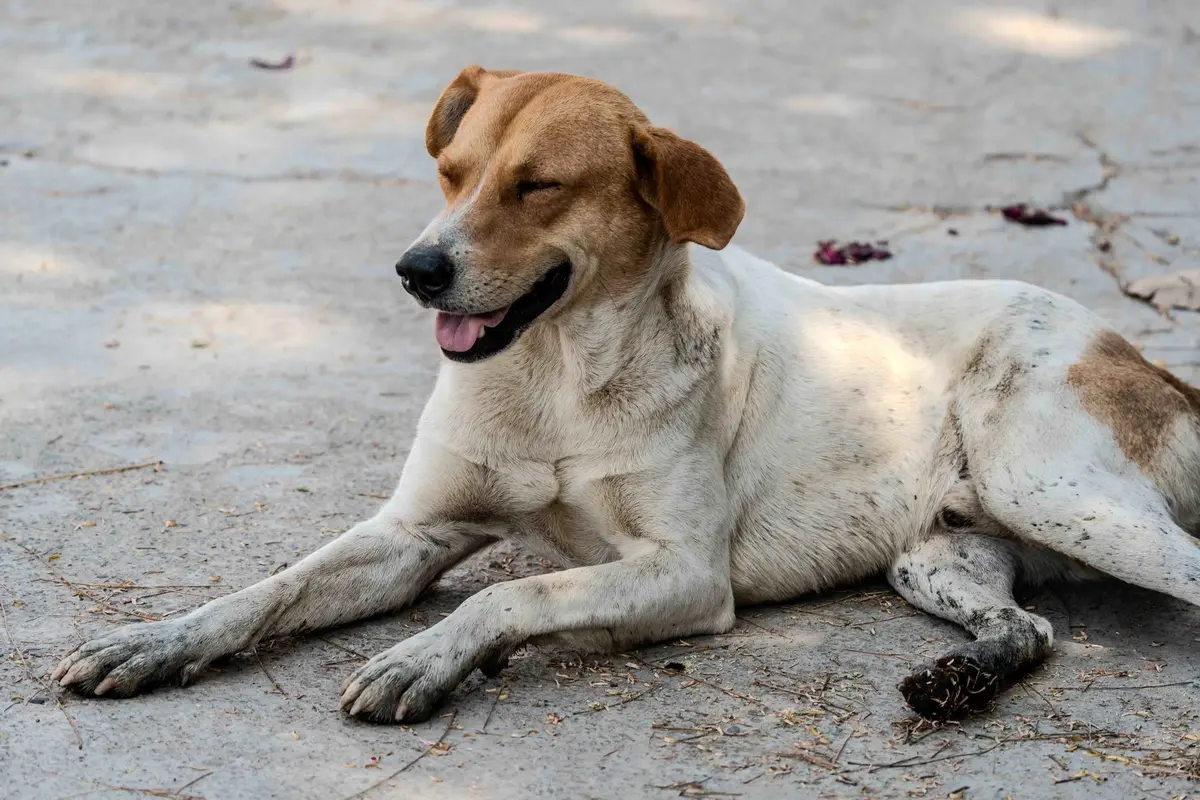 Chien montrant plusieurs signaux corporels : posture, oreilles, regard et expression faciale.