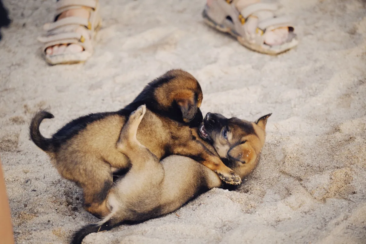 Deux chiens en interaction ludique avec une communication corporelle positive.