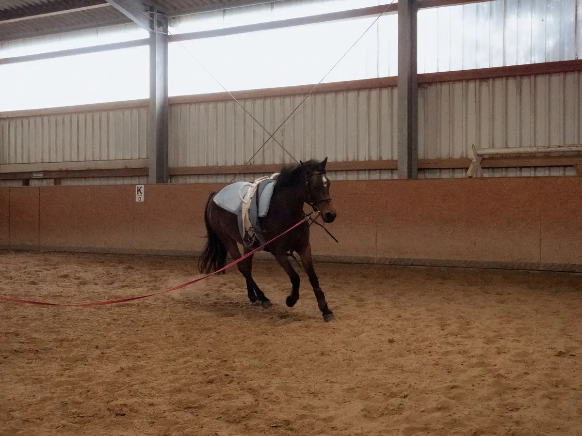 Cavalier tenant un carnet de suivi des séances d'équitation