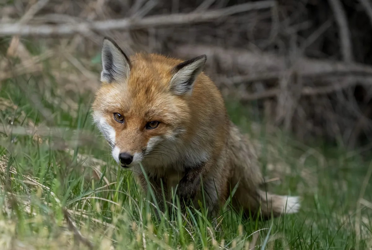 Renard en lisière de forêt, prédateur naturel des chats