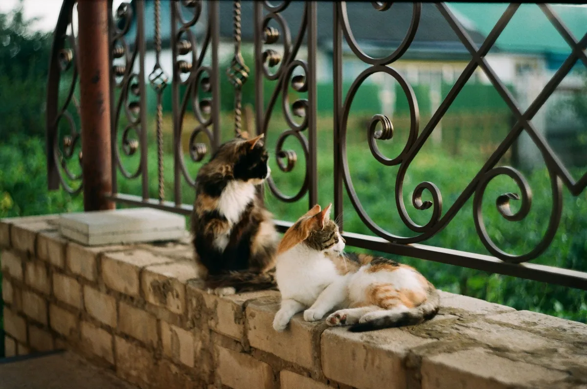 Enclos de jardin sécurisé pour chat en extérieur