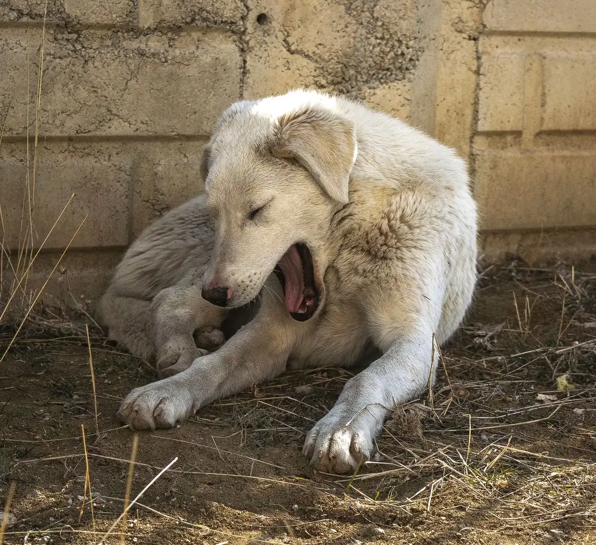 Chien présentant des signes de maladie : abattement et manque d'appétit, symptômes typiques de la piroplasmose.