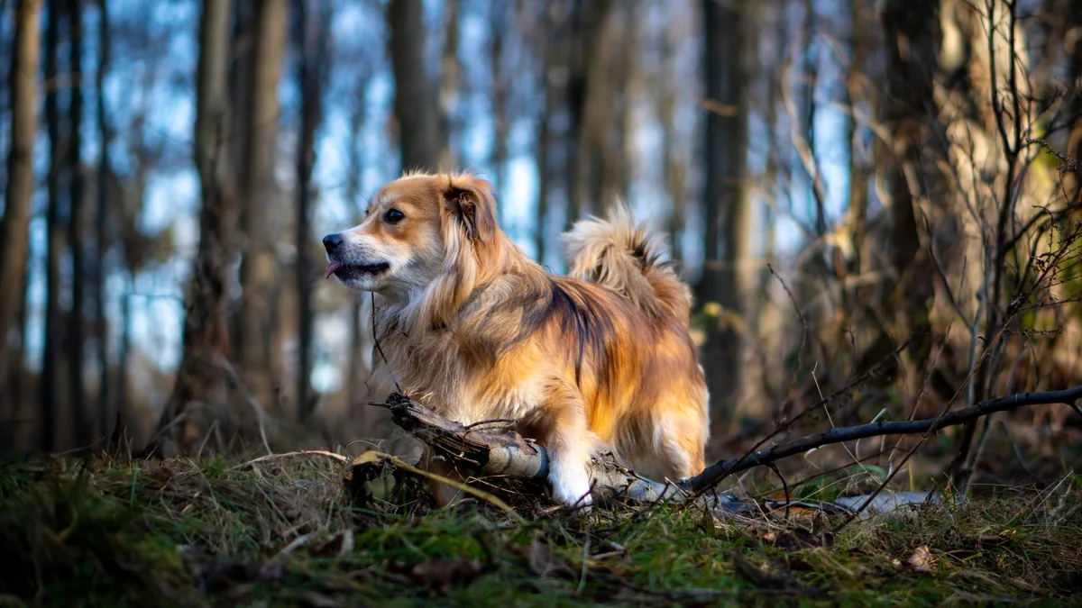 Chien en promenade en milieu boisé, environnement à risque d'exposition aux tiques infectées.