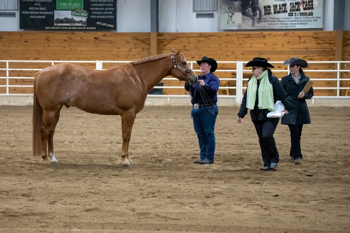 Panel de juges de dressage évaluant une reprise avec feuilles de notation