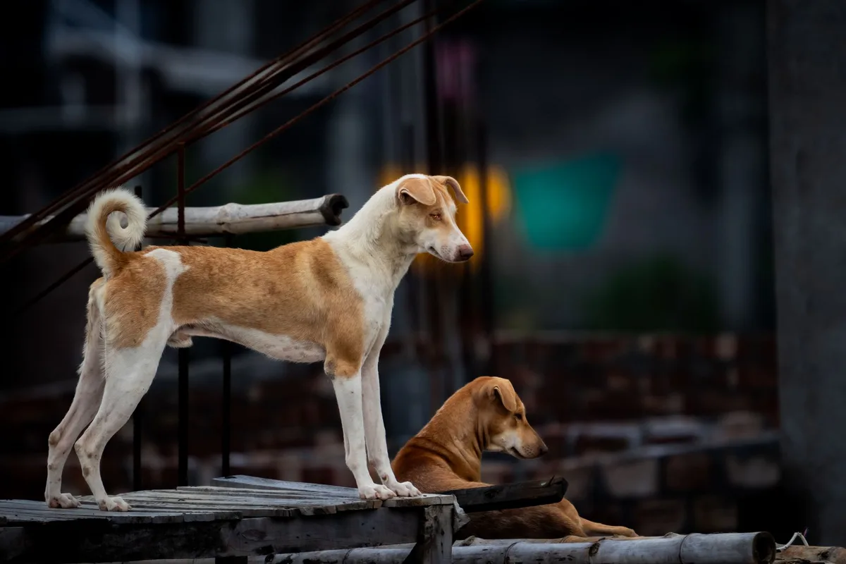 Observation des micro-réactions d'un chien : dilatation des yeux, posture redressée, queue qui bat